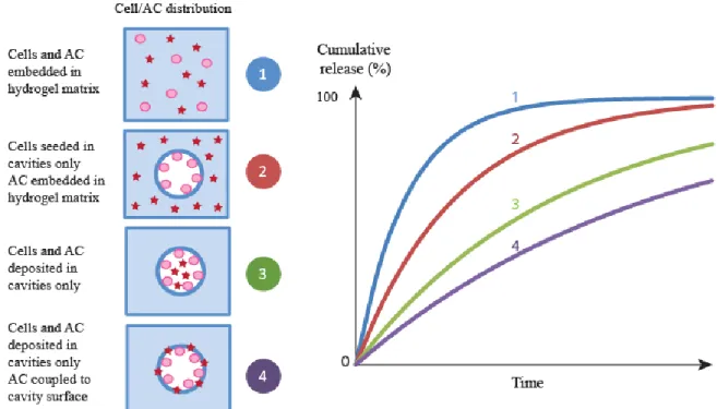 Figure 1-5: Expected cumulative release of different cells/ACs distributions in hydrogel scaffolds