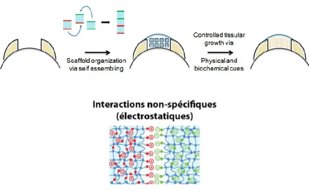 Figure 2-1 : Principe de la croissance contrôlée de néo-tissus à l’aide d’un échafaudage hydrogel  formé par l’assemblage dirigé de blocs hydrogels injectables fonctionnalisés 