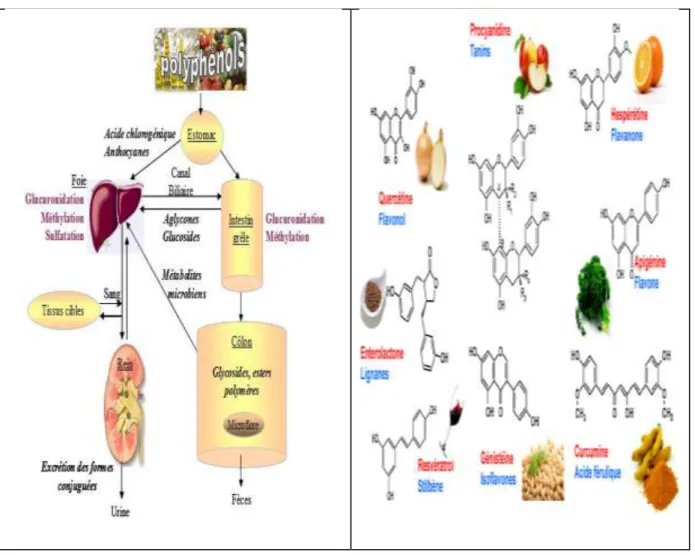 Figure  16:  Schéma  général  de biodisponibilité  et  leurs  principales  sources  alimentaires  des  polyphénols  (Manach  C.,2005) 