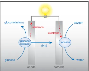 Figure 1. 2 :  Schéma  d’une  biopile  montrant  l’oxydation  enzymatique  du  glucose  par  la  glucose oxidase où les électrons libérés sont transférés directement à l’anode  pour  ensuite  traverser  le  circuit  externe  et  atteindre  la  cathode