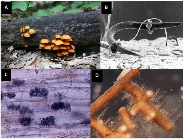 Figure 1.1. Différents modes de vie fongiques.  Les champignons du genre Mycena (A) sont  saprotrophes  et  se  développent  sur  la  matière  organique  en  décomposition  comme  sur  des  souches