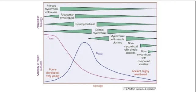 Figure  1.3.  Changements  dans  la  concentration  de  phosphore  total  (mauve)  et  d’azote  (bleu), ainsi que dans l’abondance des différentes stratégies d’acquisition de nutriments  en fonction de l’âge des sols