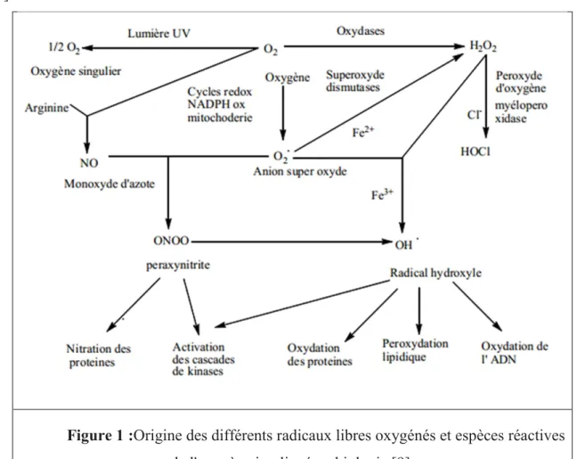 Figure 1 :Origine des différents radicaux libres oxygénés et espèces réactives  de l'oxygène impliqué en biologie [9]