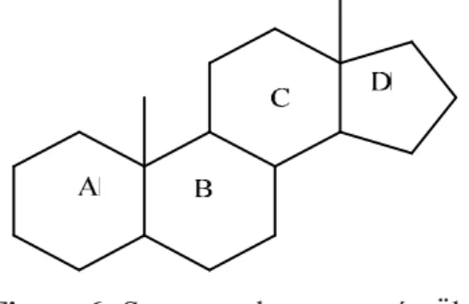 Figure 6 :Structure de noyau stéroïde. 