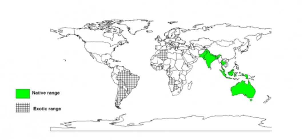 Figure 7 : la distribution géographique de la plante dans le monde [64]. 