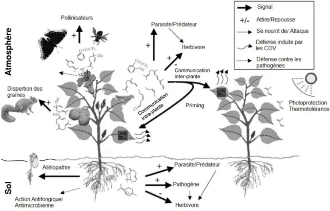 Figure I.31. Schéma des interactions des plantes avec leur environnement via les COV  (modifié d’après Dudareva, Negre et al.2006) 