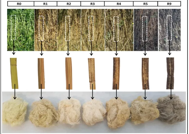 Figure II.5. Photographs of color change of the stems and fibre bundles after different  retting durations 