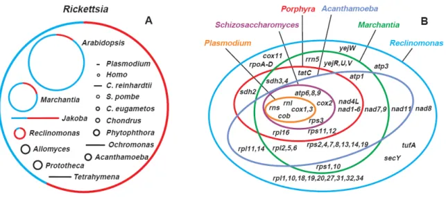 Figure  II-1 :  Variation  de  taille  et  contenu  génique  des  génomes  mitochondriaux,  en  comparaison  avec  une  α - -protéobactérie  du  genre  Rickettsia