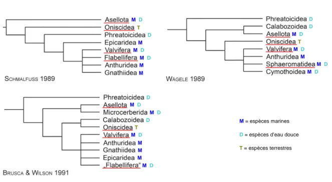 Figure  II-3 :  Relations  phylogénétiques  des  différents  sous-ordres  des  Isopodes,  selon  les  classifications  publiées par Schmalfuss (1989), Wägele (1989) et Brusca &amp; Wilson (1991) à partir de critères morphologiques ;  cf