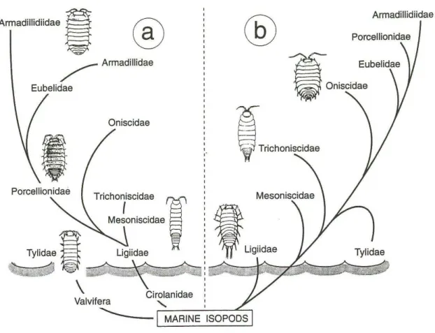 Figure  II-4 :  Phylogénies  et  émergence  des  Oniscidea  selon :  (a)  Vandel  (1943)  et  (b)  Schmalfuss  (1975; 