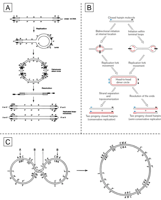 Figure  II-6 :  Représentation schématique de  la  structure  atypique  du  génome  mitochondrial  d’Armadillidium vulgare (d'après Raimond et al