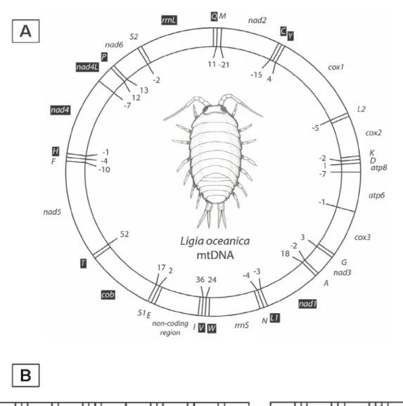Figure II-8 : Cartes des génomes mitochondriaux des Isopodes (A) Ligia oceanica (Oniscidea, Ligiidae), dont  la  séquence  complète  montre  un  génome  de  forme  classique  (monomère  circulaire) ;  d’après  Kilpert  &amp; 