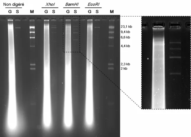 Figure  IV-1 :  Profils  de  restriction  de  l’ADNmt  de  mâles  d’A.  vulgare  (population  WX)  sur  des  tissus  gonadiques (G) et des tissus somatiques (S)
