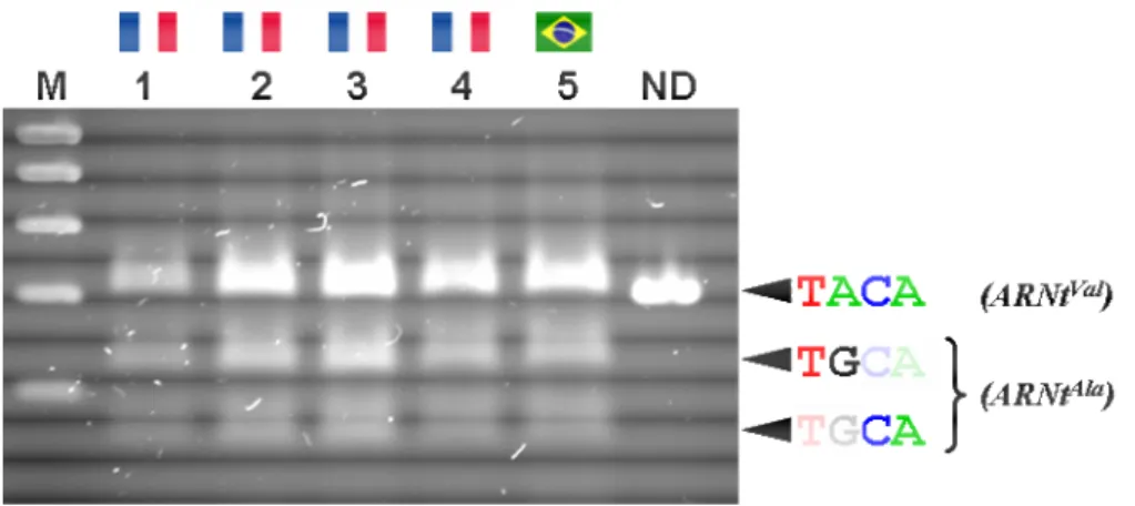 Figure  IV-2 :  PCR-RFLP  réalisées  sur  l’ARNt  bivalent  Alanine/Valine  de  différents  individus  d’A