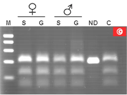 Figure IV-4 : PCR-RFLP réalisées sur l’ARNt bivalent Alanine/Valine,  à partir de tissus somatiques (S) et de tissus gonadiques (G) de deux  individus  (une  femelle  à  gauche  et  un  mâle  à  droite)  issus  d’une  population Tunisienne