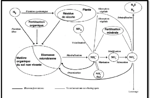 Figure 04 : Principaux processus de la dynamique de l’azote dans les sols cultivés  (NICOLARDOT et al., 1996) 
