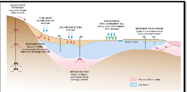 Figure 05 : Salinisation comme effet possible de la surexploitation des eaux souterraines  (VANESSA et al.,2015) 