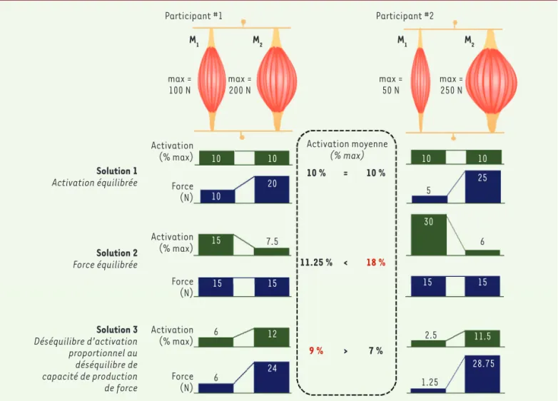 Figure 1. Hypothèses permettant d’expliquer la relation entre la distribution de l’activation et la distribution des capacités de production de force