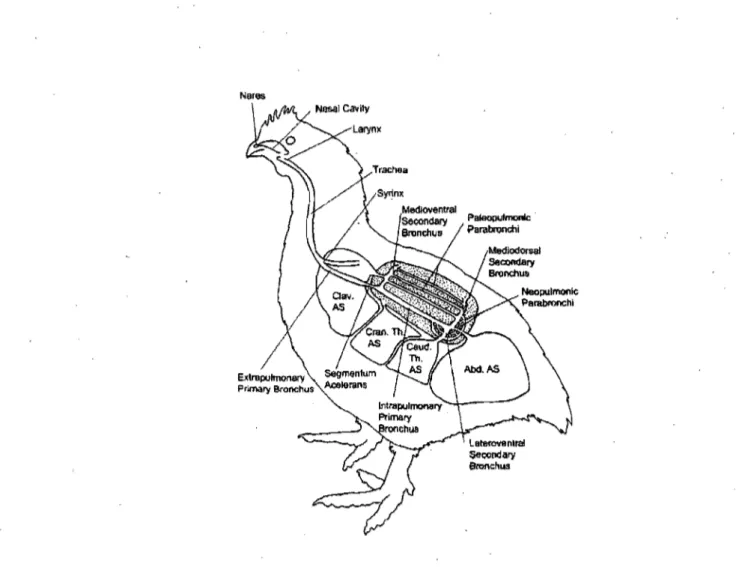 Figure  1:  Anatomie du système respiratoire du poulet. Clav. AS  sac aérien claviculaire; cran