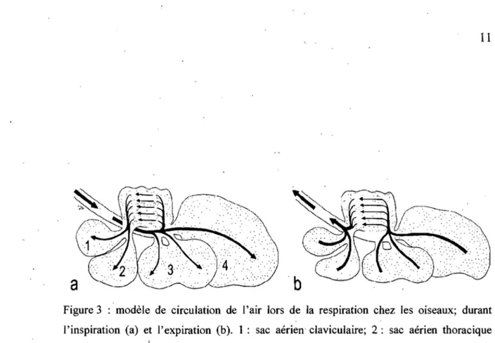 Figure 3  :  modèle  de  circulation  de  l'air  lors  de  la  respiration  chez  les  oiseaux;  durant  l'inspiration  (a)  et  l'expiration  (b)