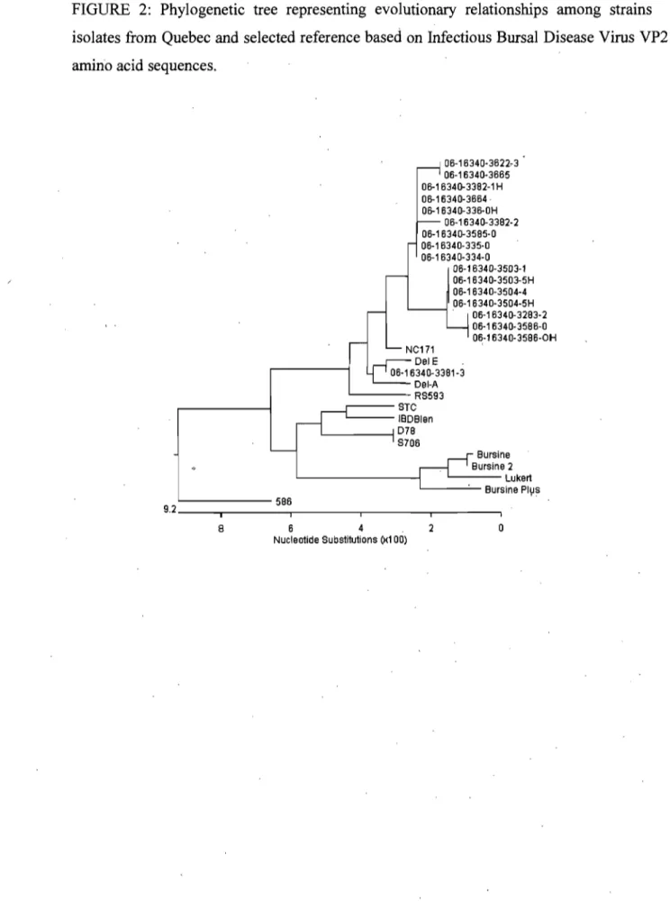 FIGURE  2:  Phylogenetic  tree  representing  evolutionary  relationships  among  strains  isolates from  Quebec and selected reference based on Infectious Bursal Disease Virus VP2  amino acid sequences