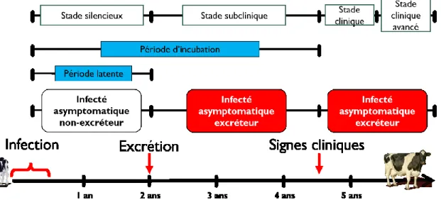 Figure 1.1 Évolution de l'infection par Mycobacterium avium ssp. paratuberculosis  et stades de la maladie 