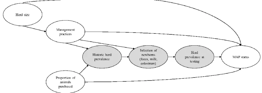 Figure 4.1. Proposed directed acyclic graph for the introduction and within-herd transmission of Mycobacterium avium subsp