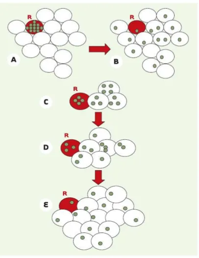 Figure  1 :  Hypothèse  de  l’implication  des  jonctions  communicantes  dans  le  contrôle  de  la  réplication cellulaire 