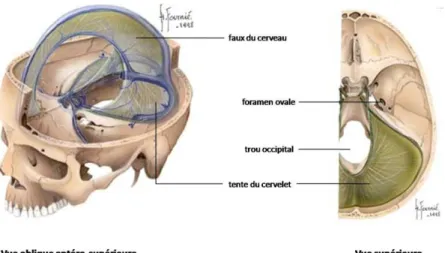 Figure  6 :  Repères  anatomiques  permettant  la  détermination  de  la  localisation  des  tumeurs cérébrales 