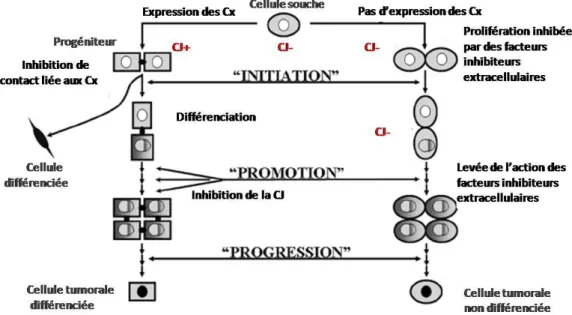 Figure  11 :  Modèle  de  la  cancérogenèse  (initiation,  promotion  et  progression)  appliquée  aux cellules souches et implication des jonctions communicantes 