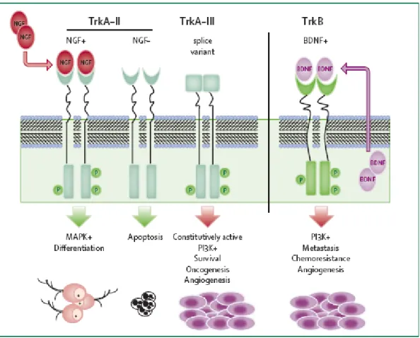 Figure 4 : Représentation schématique de la signalisation Trk dans les neuroblastomes  (d’après Maris et al., 2007)
