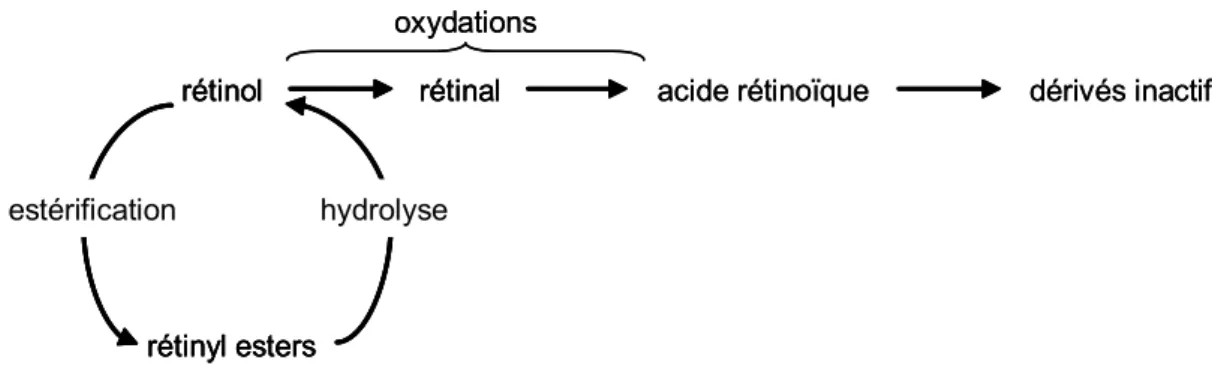 Figure 6 : Biosynthèse de l’acide rétinoïque à partir du rétinol. 