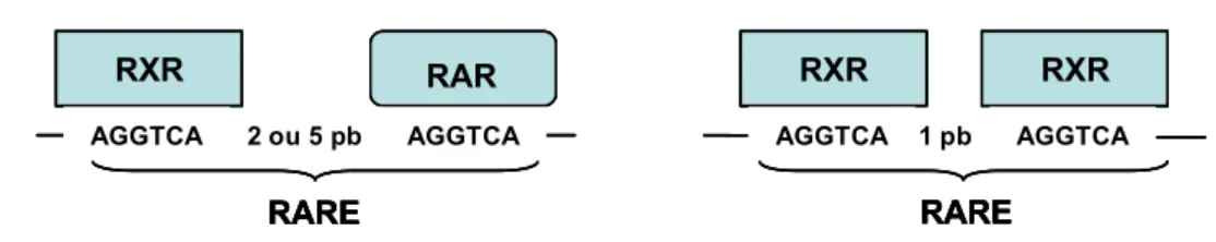 Figure 8 : Liaison des dimères de récepteurs de l’acide rétinoïque sur les RARE 