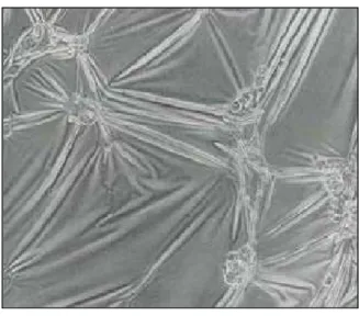 Fig. 1.5 : Visualisation des forces de tension générées par les cellules sur un substrat en  silicone [HAR 80] 