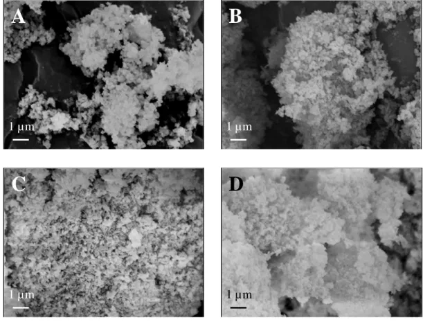 Fig. 2.11 : Micrographies MEB des poudres d’apatites carbonatées calcinées 2 heure à  400°C sous air