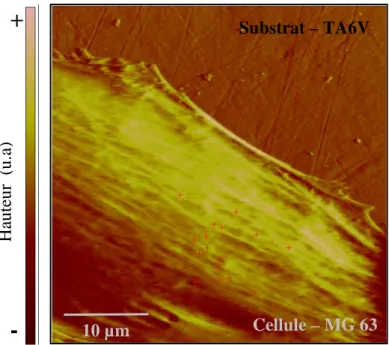 Fig. 2.20 : Image d’une cellule MG63 déposée sur TA6V et lieux des indentations (croix)