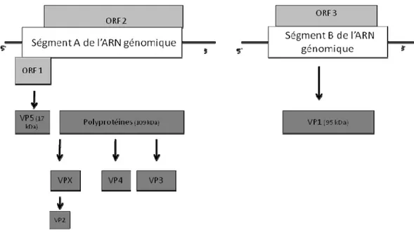 Figure 1. Structure  de l’ARN génomique de l’IBDV 