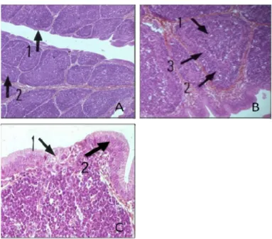 Figure 3. Coupe histologique de la bourse de Fabricius et du follicule bursique.  