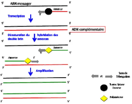 Figure 5. Principe de la RT-PCR pour la détection de l’ARN de IBDV 