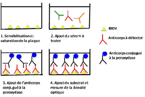 Figure 6. Principe de l’ELISA pour la détection de l’anticorps anti-IBDV  2.1.5 Épidémiologie