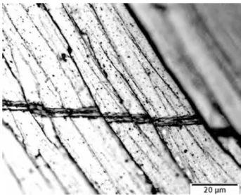 Figure 1.28 : Cisaillement interlamellaire d’une colonie de Zircaloy-4. Echantillon déformé à 750 ℃ , ˙ = 0, 1 s −1 ,  = 0, 31, direction de compression verticale.