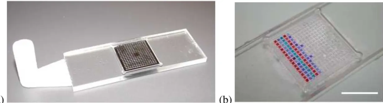 Figure 2: Photo of the composite master part used for the biochip fabrication (a) ; photo of the polymer duplicated biochip, obtained through vacuum casting: colored liquid are spotted on the chip (b)