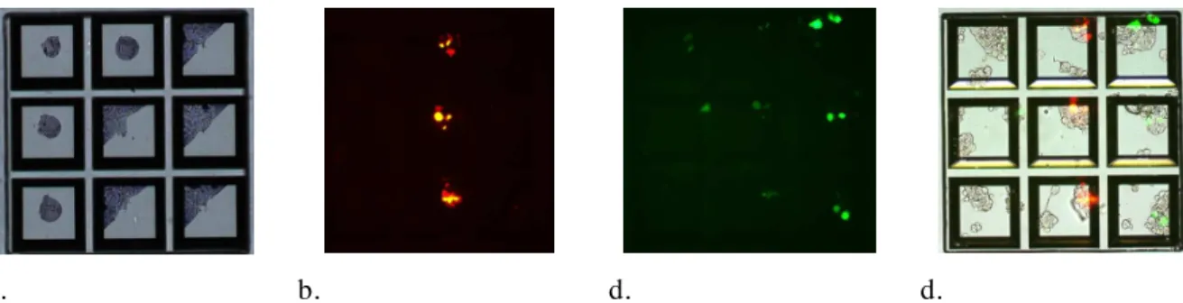 Figure 5 : Lipidic reverse-transfection experiment on HEK 293T cells on the biochip.