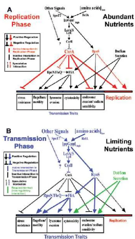 Figure 4 : Expression des phénotypes pendant les phases de réplication (A) et de  transmission (B) (Molofsky &amp; Swanson, 2004) 