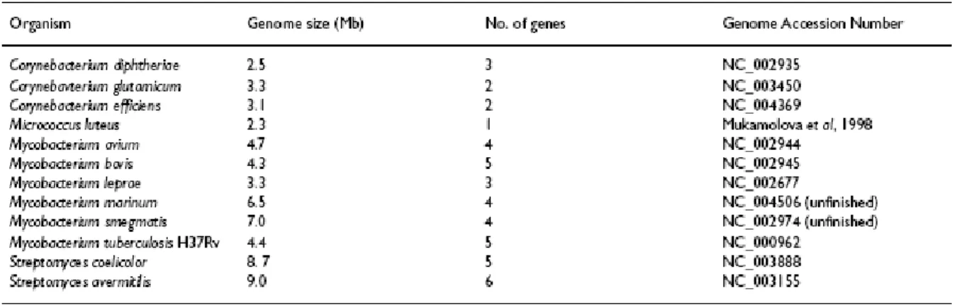 Tableau 4 : Organismes possédant des gènes rpf-like (Ravagnani et al., 2005). 