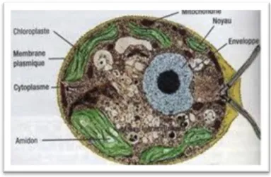 Figure 01:structure des microalgues eucaryotes Chlamydomonas sp. 