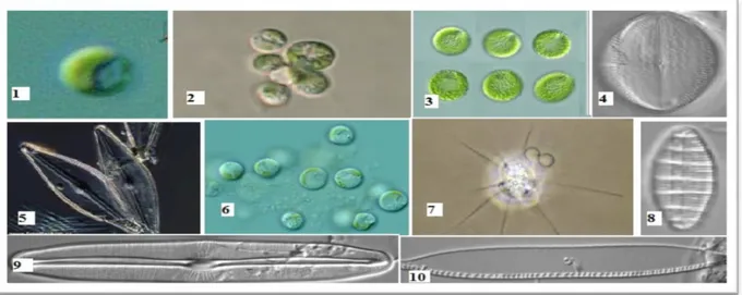 Figure 09 :Quelque exemple des Orchophytes : 1-Aureococcus 