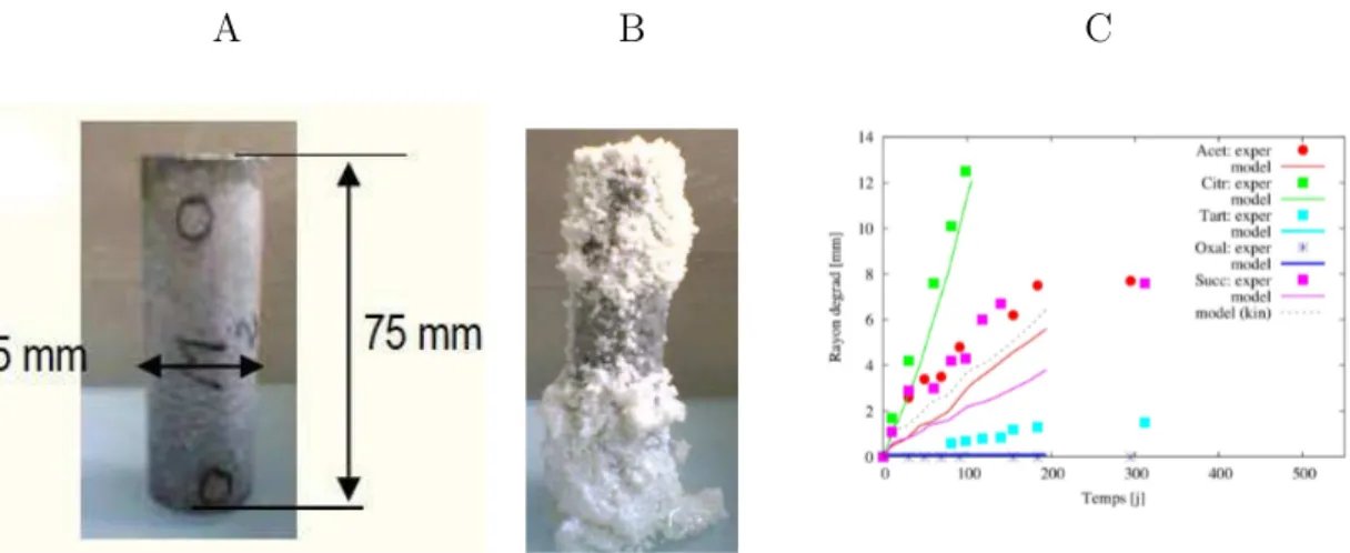 Figure 4.4 – Photographies d’une éprouvette de ciment non altérée par une so- so-lution d’acide oxalique ( A ) et altérée par l’acide citrique ( B ) (A