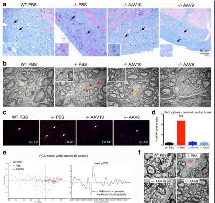 Fig. 4 Glial cells and myelin are corrected at 12 months. Treatment groups were as described in Fig