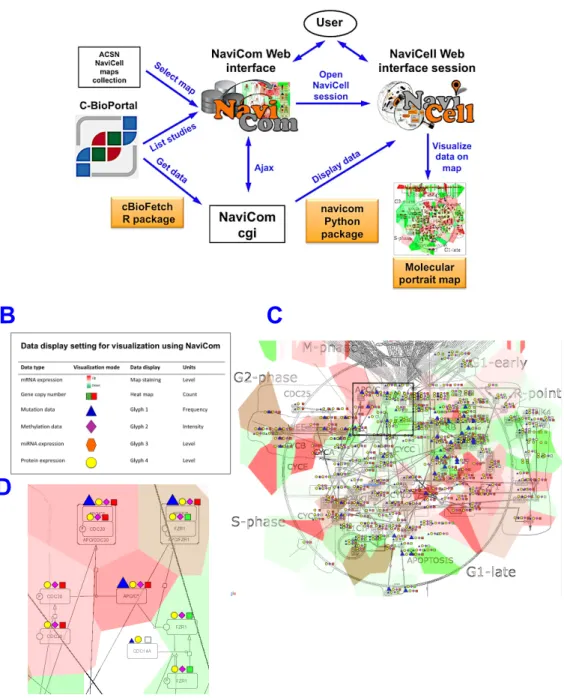 Figure  6.  NaviCom.  (A).  General  architecture  of  NaviCom  environment.  The  NaviCom  interface provides the user with an updated list of studies from cBioPortal and links to ACSN  and NaviCell maps collections